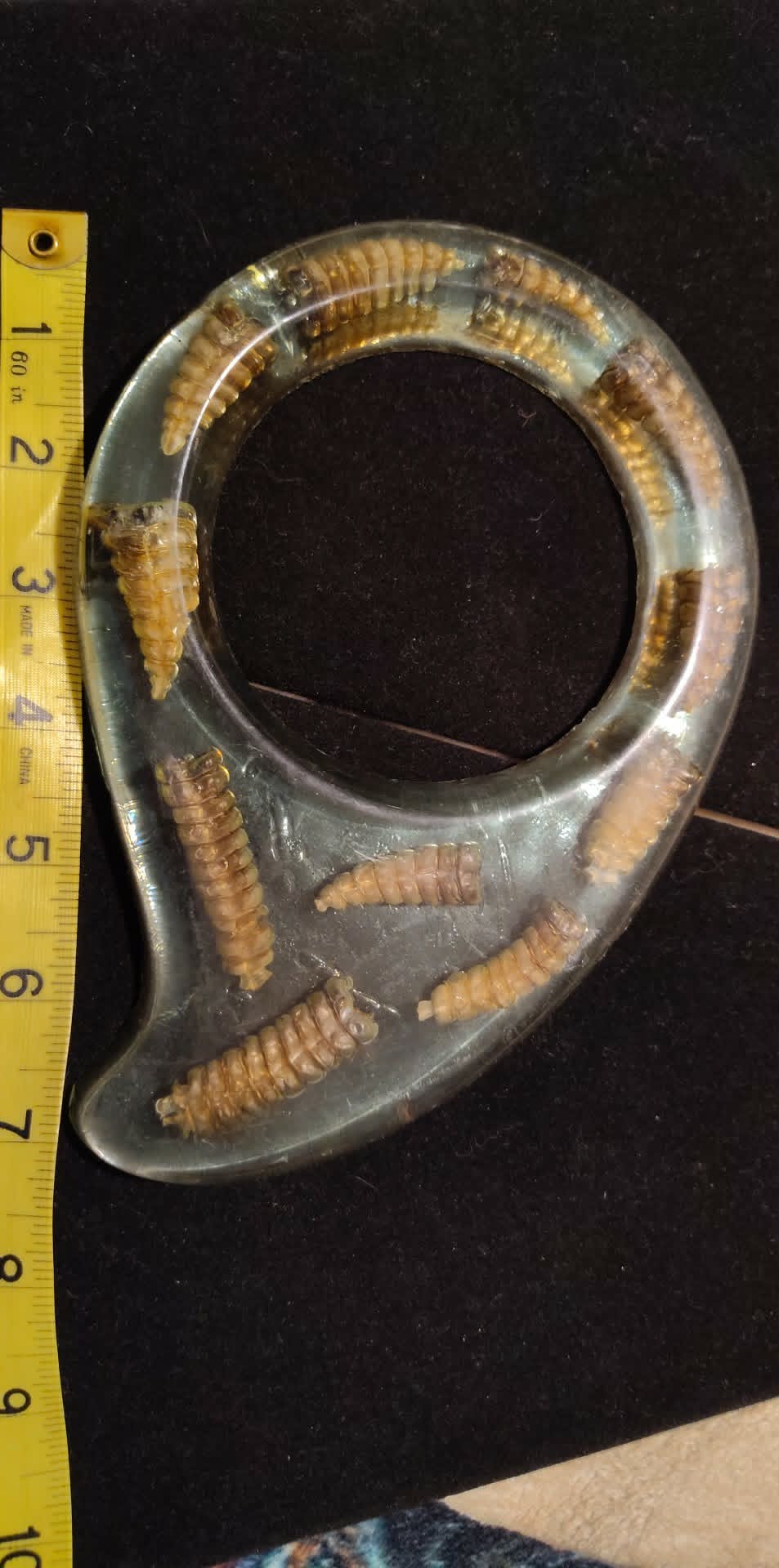 Vintage rattlesnake taxidermy, 11 tails in resin, display