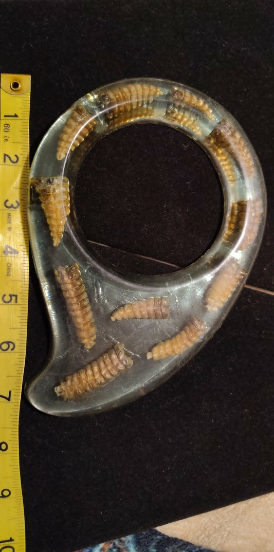Vintage rattlesnake taxidermy, 11 tails in resin, display
