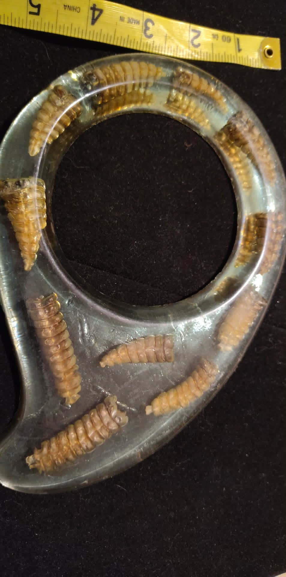 Vintage rattlesnake taxidermy, 11 tails in resin, display